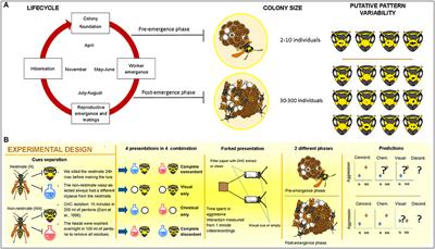 Sight in a Clique, Scent in Society: Plasticity in the Use of Nestmate Recognition Cues Along Colony Development in the Social Wasp Polistes dominula